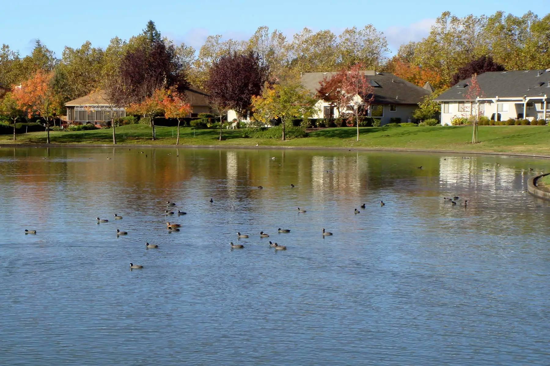 Ducks on a lake